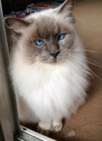 Hugo the Ragdoll